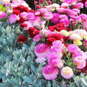 Гимазева Анна